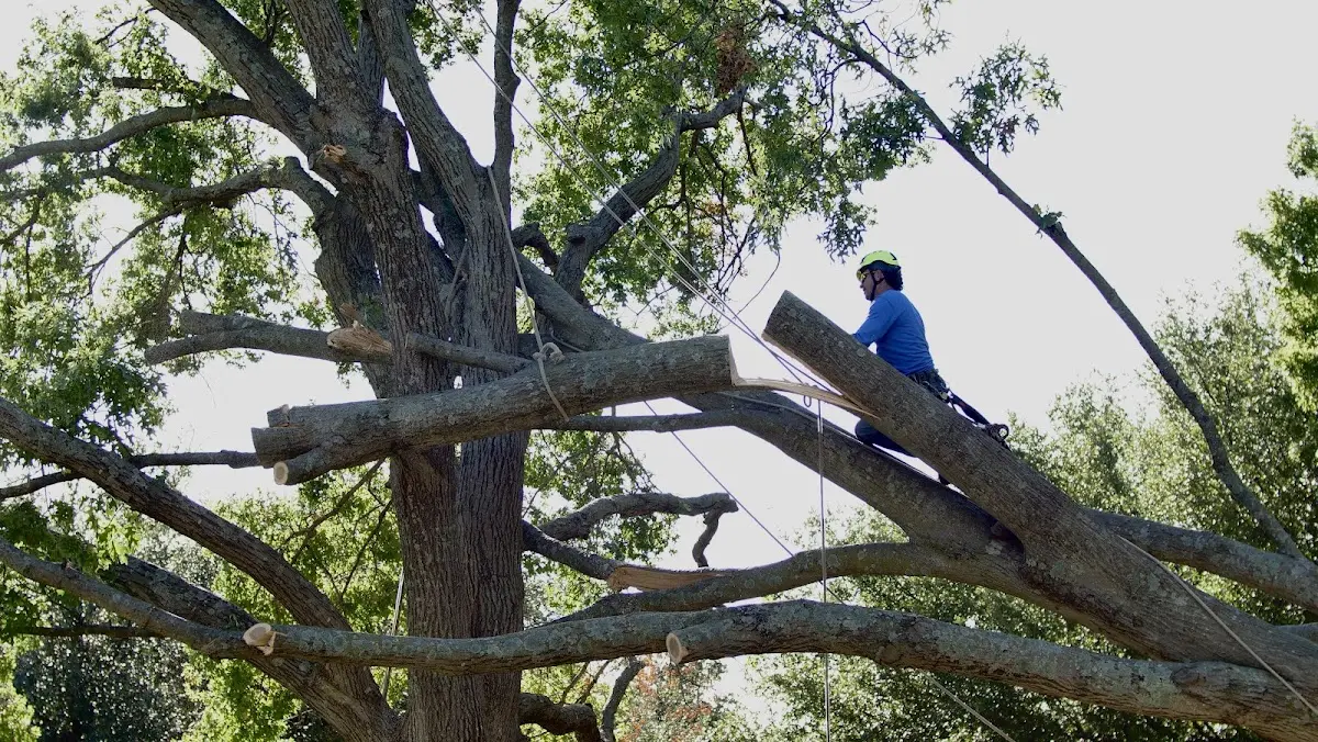 Professional Hazardous Tree Removal performed by certified arborists in Timber